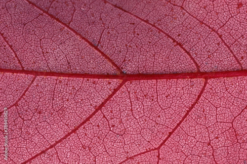 North America, USA, Minnesota. Leaf detail © Gavriel Jecan/Danita Delimont