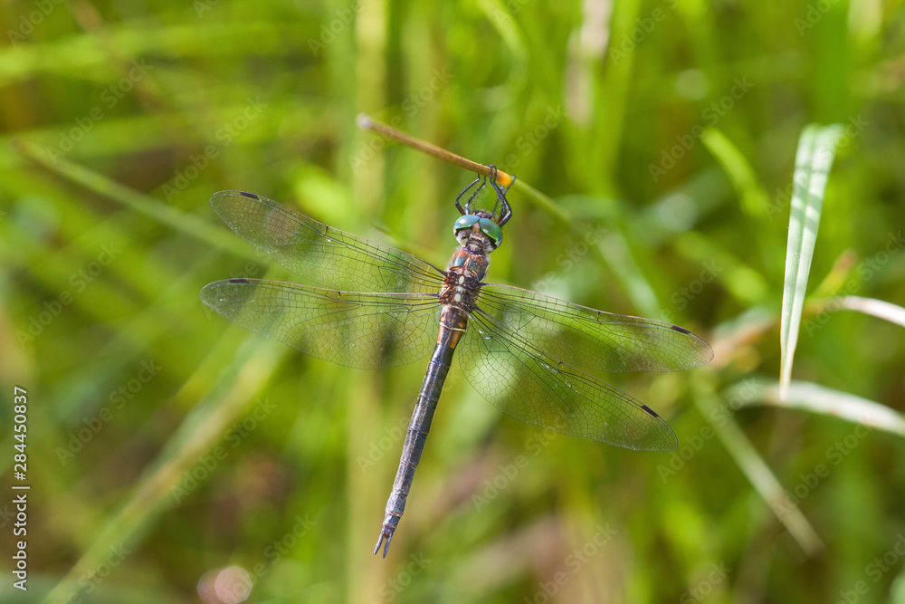 Hine's Emerald (Somatochlora hineana) female Kay Branch Fen Reynolds, Missouri, USA. Hine's Emerald (Somatochlora hineana) female Kay Branch Fen Reynolds, Missouri, USA.
