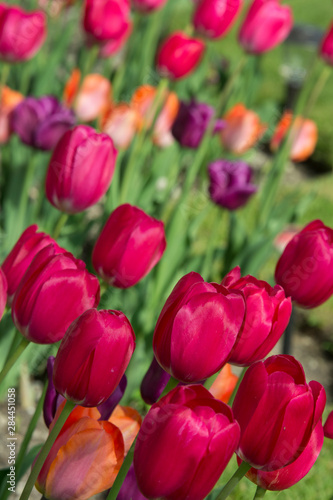 Michigan. Bright tulips.
