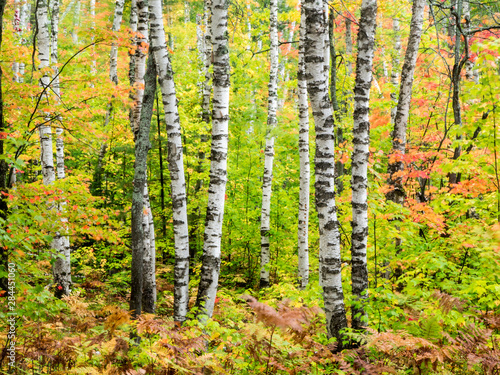 USA  Michigan  Upper Peninsula. Birch  Betula   trunk and maple leaves  Pictured Rocks National Lakeshore  Michigan