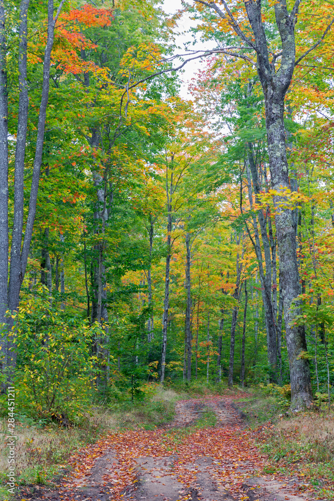 Fototapeta premium Michigan, Pictured Rocks National Lakeshore, road through forest