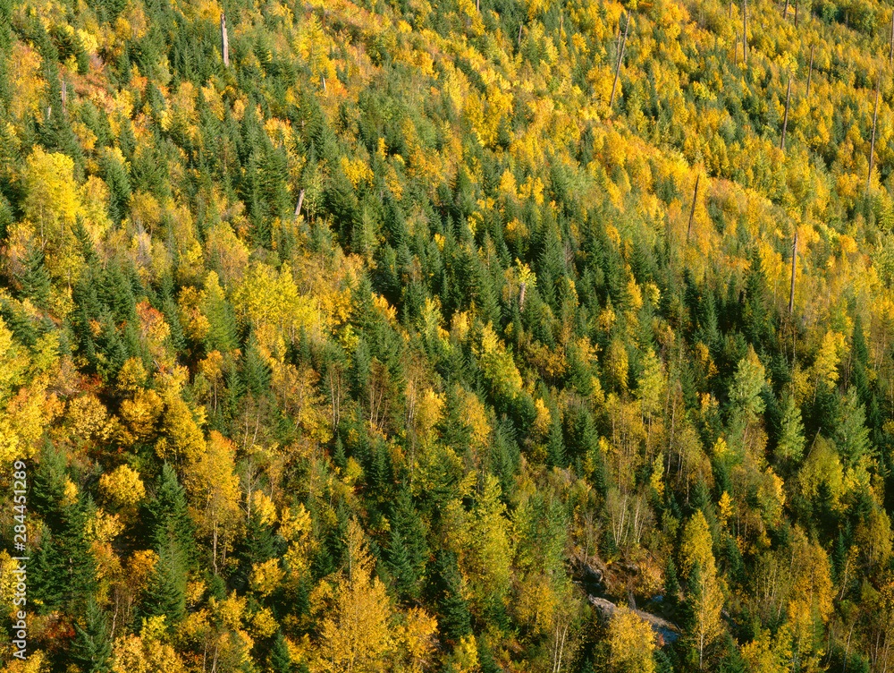 USA, Montana, Glacier National Park, Evening light on forested slopes with fall colored poplars: quaking aspen, cottonwood and birch, standing out among conifers. USA, Montana, Glacier National Park, Evening light on forested slopes with fall colored poplars: quaking aspen, cottonwood and birch, standing out among conifers.