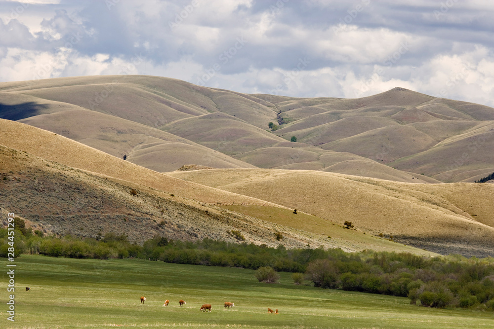 Fototapeta premium USA, Montana, Rocky Mountain Front, Great Falls. Cattle graze in field near rolling hills. 