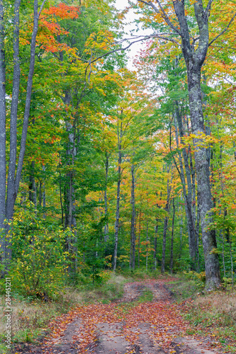 Michigan  Pictured Rocks National Lakeshore  road through forest