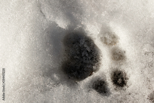 Siberian Tiger footprint in snow (Captive) Montana, native to Primorye Province in Russian Far East. Endangered Species