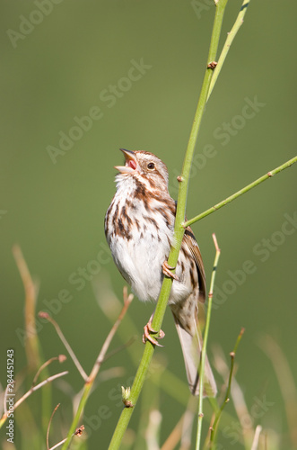Song Sparrow (Melospiza melodia) singing, Marion, Illinois, USA.