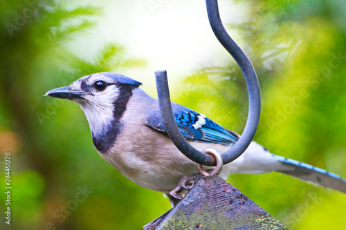 USA, Minnesota, Mendota Heights. Blue-jay perched on feeder photo