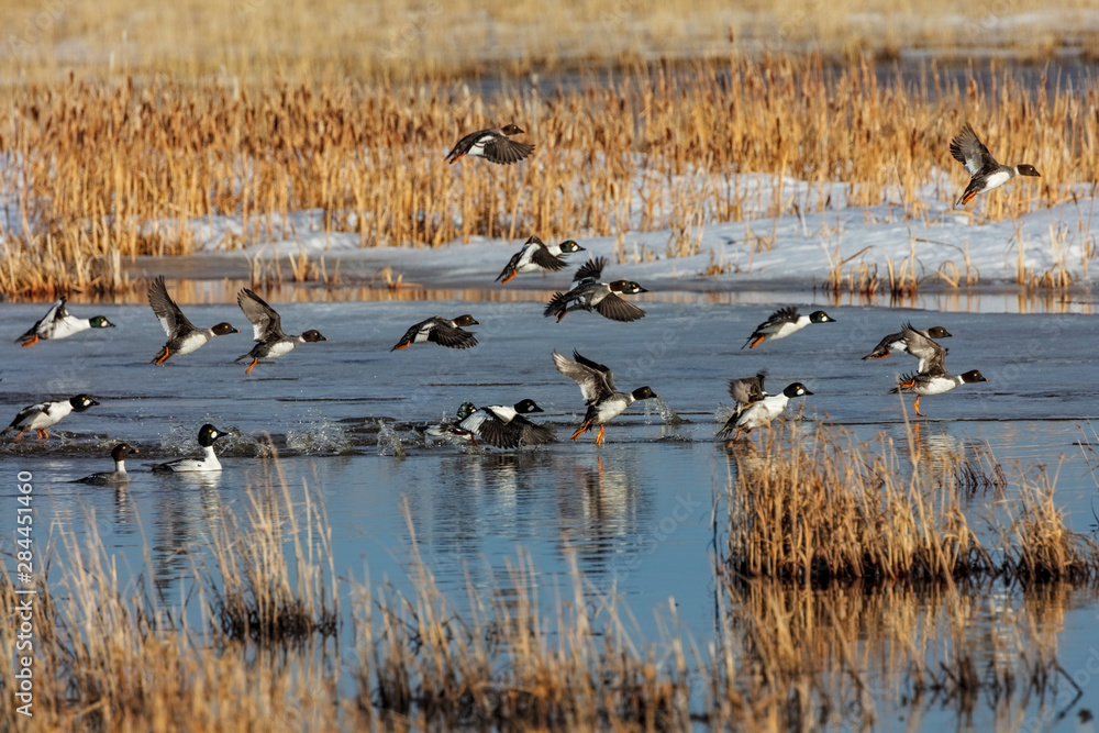 Common goldeneye ducks at Freezeout Lake Wildlife Management Area near Choteau, Montana, USA Common goldeneye ducks at Freezeout Lake Wildlife Management Area near Choteau, Montana, USA
