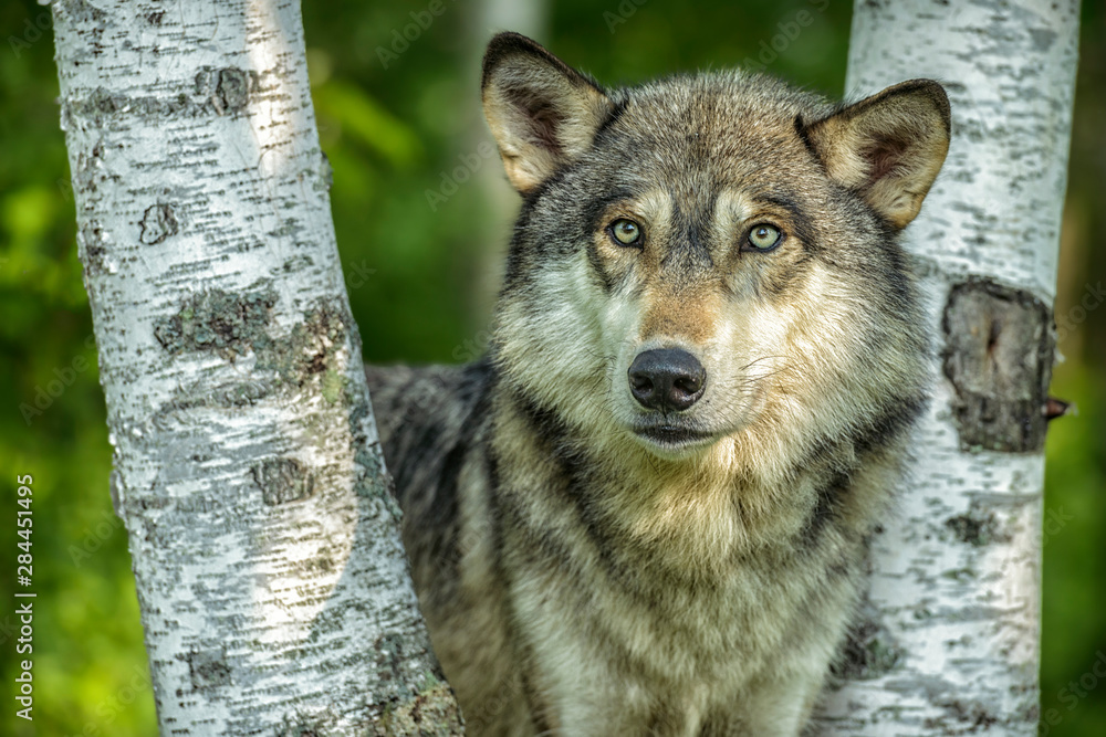 Obraz premium USA, Minnesota, Sandstone, Minnesota Wildlife Connection. Close-up of Grey wolf between two birch trees.