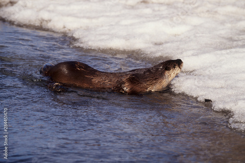 River Otter (Lutra canadensis) swimming in a stream, Montana © Richard & Susan Day/Danita Delimont
