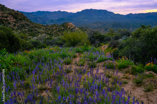 Arizona Wildflowers