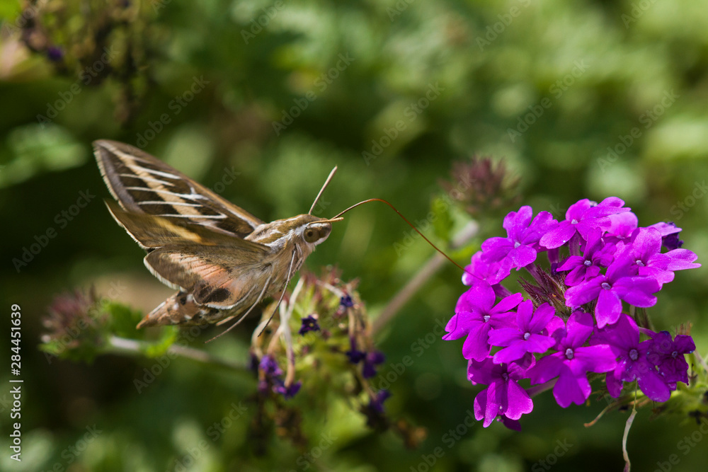 White-lined Sphinx moth (Hyles lineata) on Homestead Purple Verbena (Verbena canadensis 'Homestead Purple'), Marion County, Illinois White-lined Sphinx moth (Hyles lineata) on Homestead Purple Verbena (Verbena canadensis 'Homestead Purple'), Marion County, Illinois
