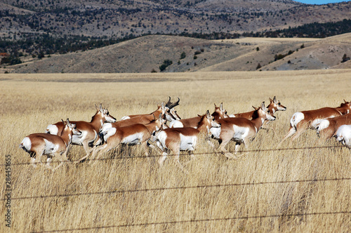 Montana, Three Forks. Herd of pronghorn (antelope) in a prairie photo