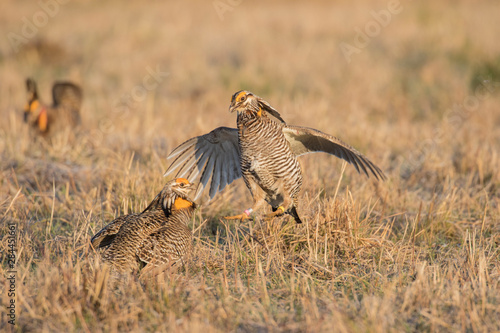 Greater Prairie-Chickens (Tympanuchus Cupido) males fighting-territorial dispute on lek Prairie Ridge State Natural Area, Marion County, Illinois