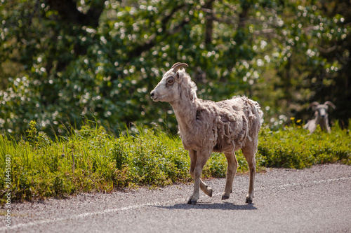 Mountain Goat (Oreamnos americanus) Losing its Winter Coat-Two Medicine, Glacier National Park, MT