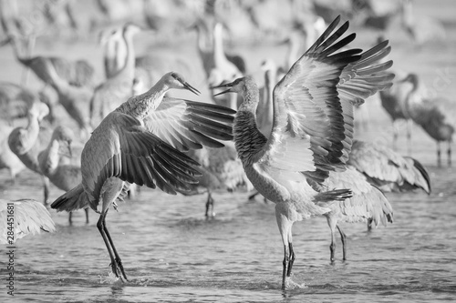 USA, Rowe Sanctuary, Kearney, Nebraska. Sandhill cranes dancing in the Platte River. photo