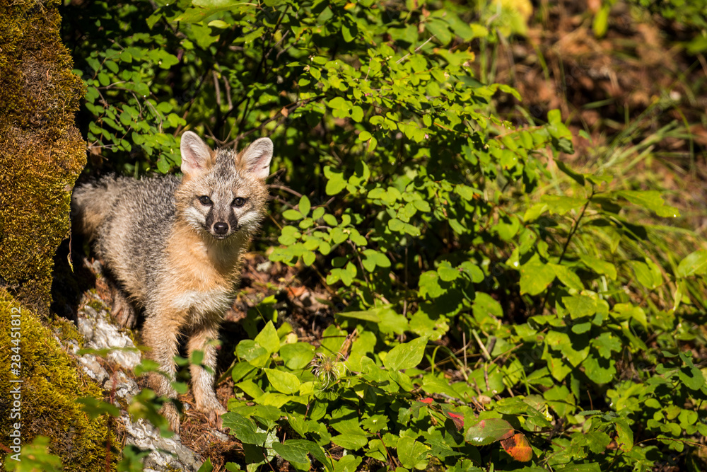 Glacier National Park, Montana. Grey Fox Glacier National Park, Montana. Grey Fox