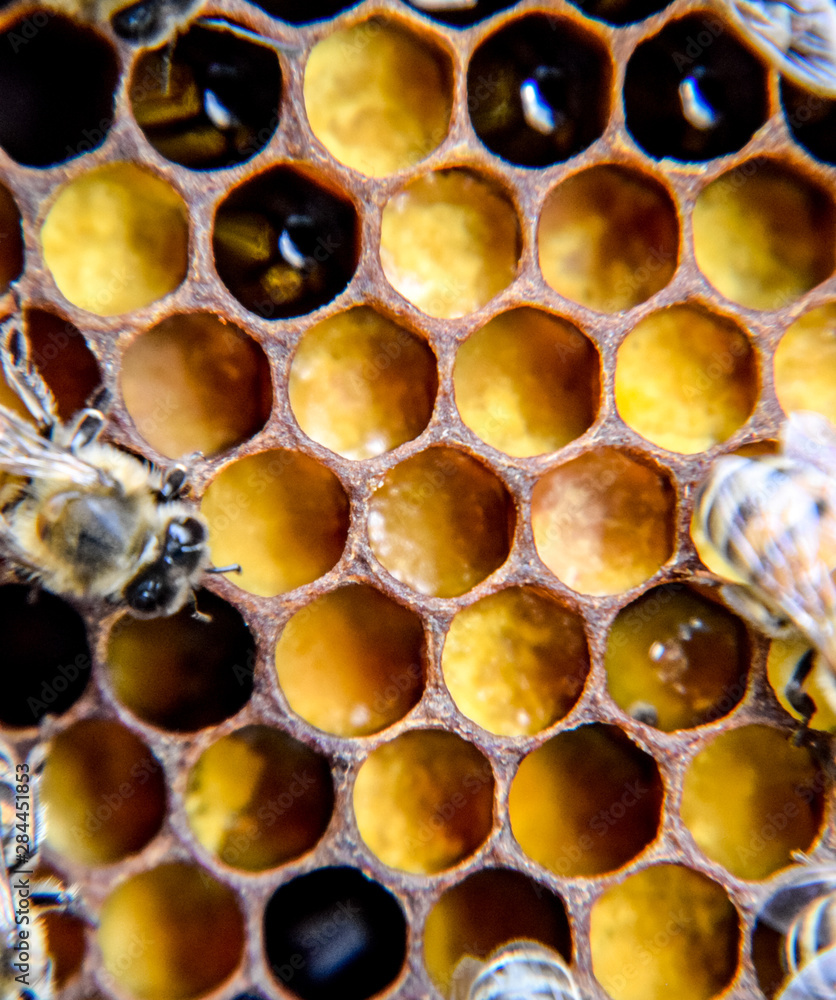 Macro photograph of bees. Dance of the honey bee. Bees in a bee hive on honeycombs. Macro photograph of bees. Dance of the honey bee. Bees in a bee hive on honeycombs.