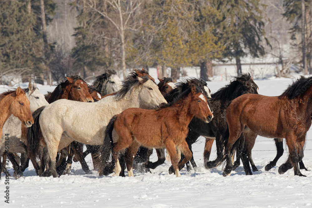 Horse roundup in winter, Kalispell, Montana Horse roundup in winter, Kalispell, Montana