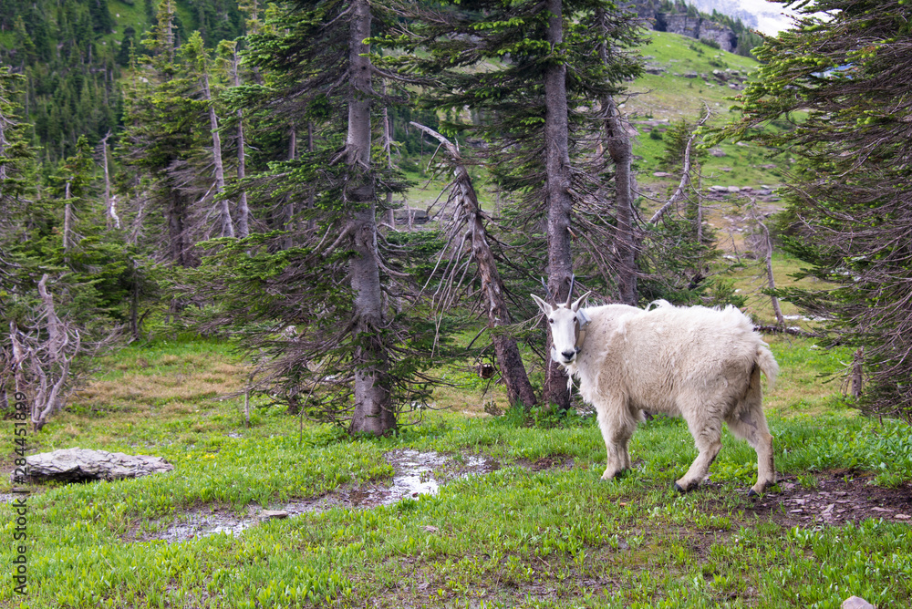 Obraz premium US, MT, Glacier National Park. Hidden Lake Trail Logan Pass. Mountain goat with radio collar for tracking research