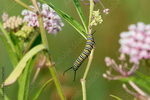 Monarch (Danaus Plexippus) caterpillar on Swamp Milkweed (Asclepias Incarnata) Marion County, Illinois © Richard & Susan Day/Danita Delimont