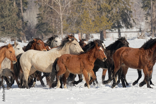 Horse roundup in winter, Kalispell, Montana © Adam Jones/Danita Delimont