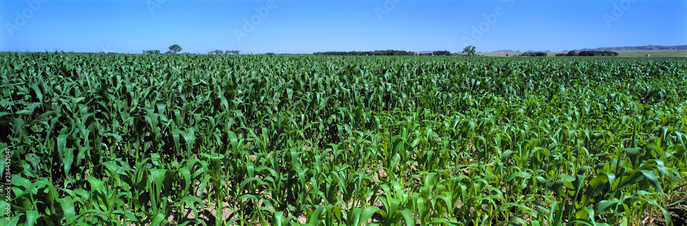 USA, Nebraska, Morrill County. Rich, green cornfields dominate the landscape of Morrill County, Nebraska.