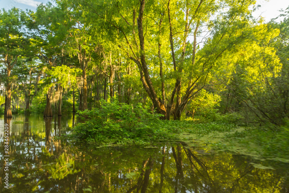 Obraz premium USA, Louisiana, Atchafalaya National Heritage Area. Tupelo trees in swamp. Credit as: Cathy and Gordon Illg / Jaynes Gallery / DanitaDelimont. com