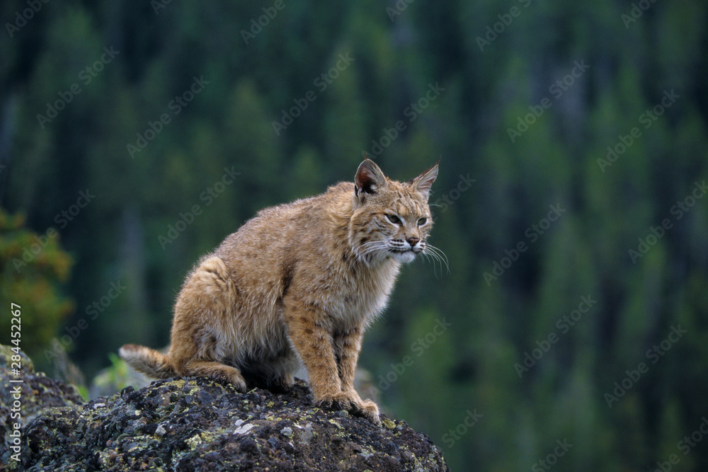 Fototapeta premium Lynx (lynx Rufus) (Captive), Montana