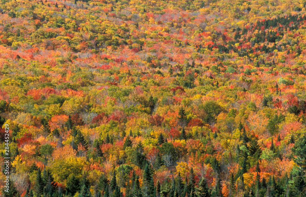 USA, New Hampshire, White Mountains, Crawford Notch State Park, autumn leaves, October.