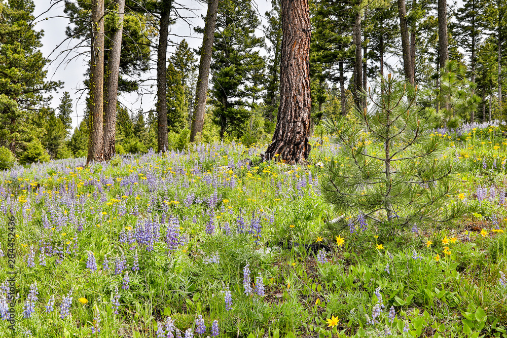 USA, Montana. Garnet, Field of Flowers outside of town