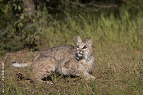 Bobcat Hunt © Yitzi Kessock/Danita Delimont