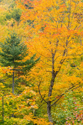 Fall foliage in the Orbeton Stream valley in Madrid Township, Maine.