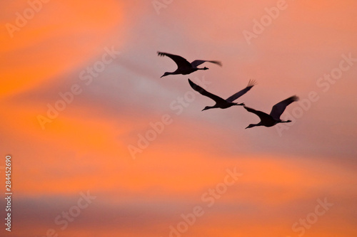 USA, New Mexico, Bosque del Apache National Wildlife Refuge. Greater sandhill cranes leaving nest at dawn to feed. 
