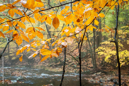 USA, New Jersey, Hunterdon, autumn leaves and rain, Rockaway Stream on Rockaway Road (between Mountainville and Oldwick).