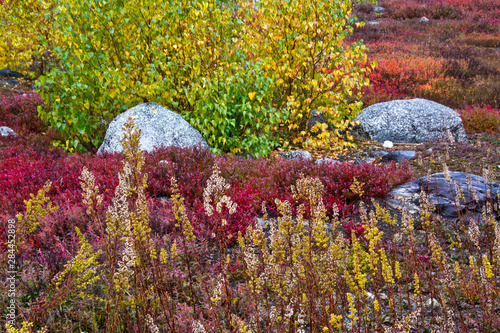 Autumn, blueberry barrens, granite rocks, East Orland, Maine, USA photo