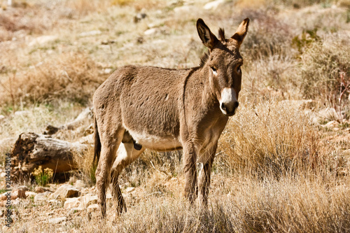 Wild burro standing. Red Rock Canyon Area, Nevada, USA.