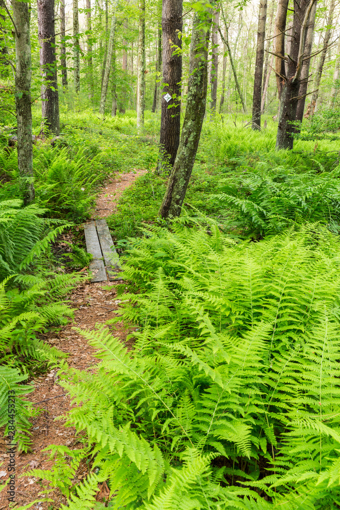 A trail creates a path through ferns in the forest at the Striar Conservancy, a Wildlands Trust preserve in Halifax, Massachusetts. A trail creates a path through ferns in the forest at the Striar Conservancy, a Wildlands Trust preserve in Halifax, Massachusetts.