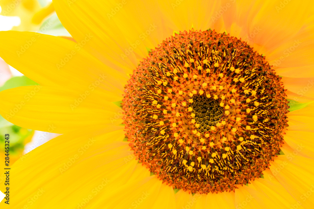 Obraz premium Santa Fe, New Mexico, USA. Close-up of a yellow sunflower.