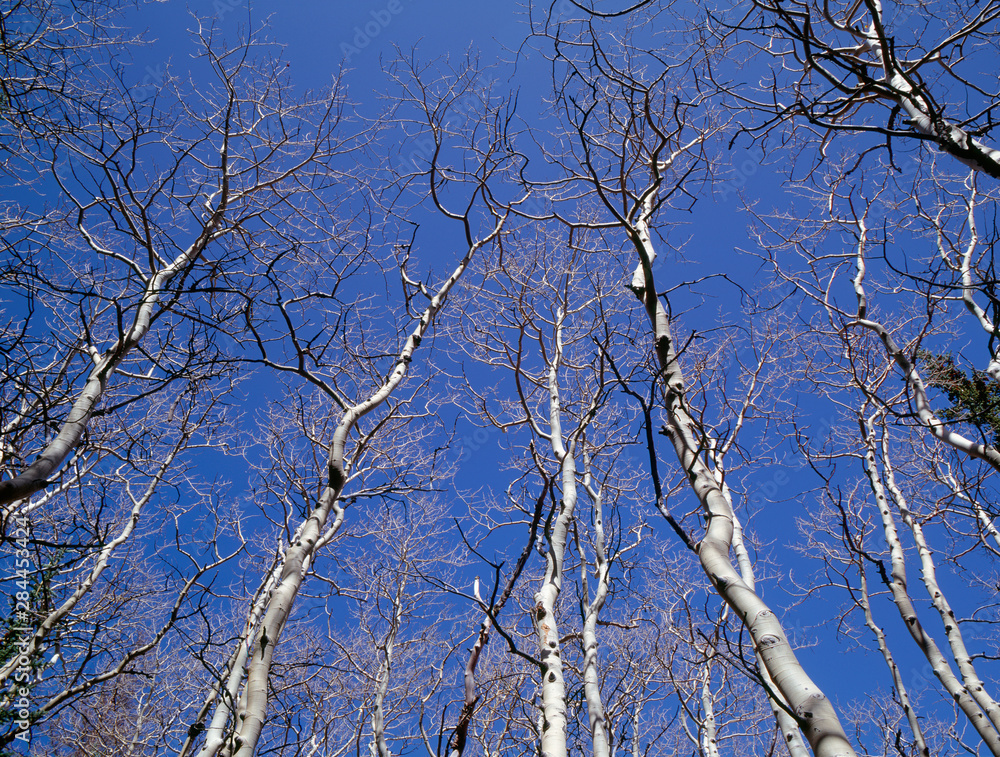 Obraz premium USA, Nevada, Great Basin National Park, Leafless quaking aspen (Populus tremuloides) reach skyward.