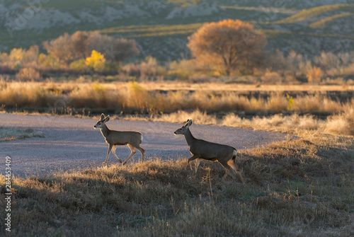 Mule deer doe and fawn crossing road before dusk heading for the brush, Odocoileus Hemionus, Bosque del Apache National Wildlife Refuge, New Mexico photo