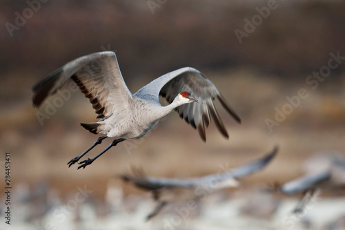 Sandhill Crane (Grus canadensis) flying from roost , New Mexico © Larry Ditto/Danita Delimont