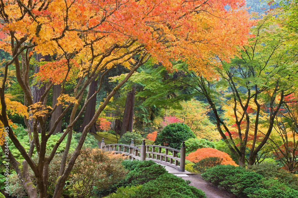 USA, Oregon, Portland. Wooden bridge and maple trees in autumn color at Portland Japanese Garden. 