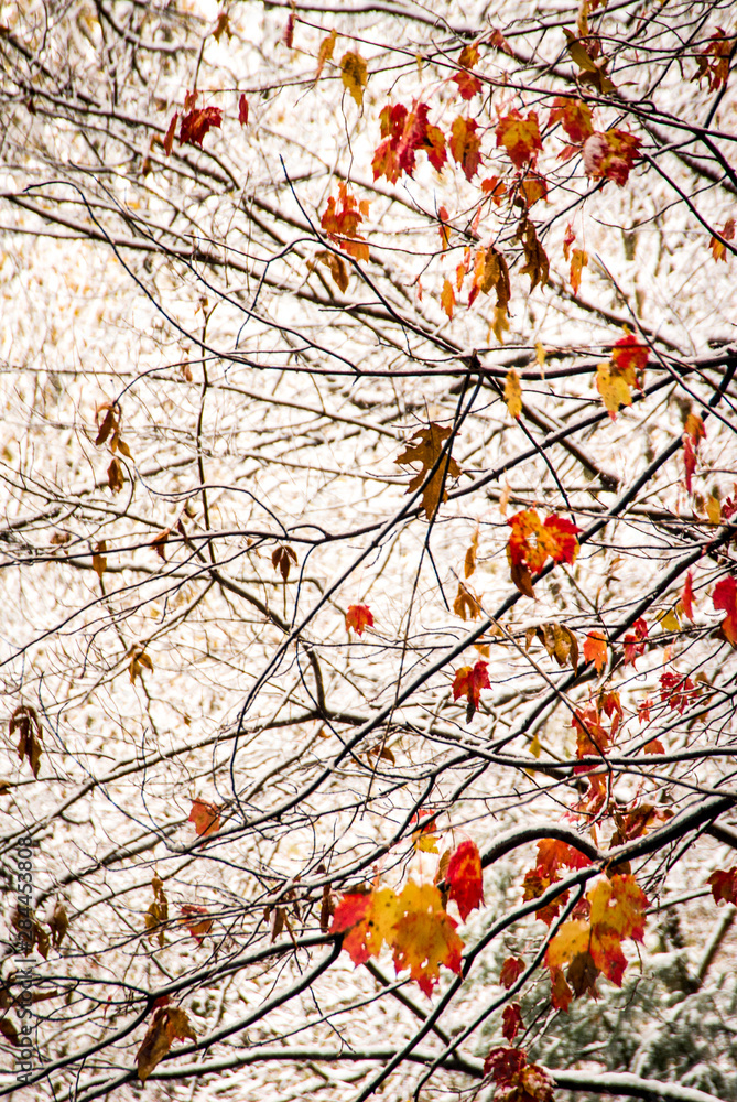 USA, New Jersey, Hunterdon, Tewksbury Twp., Mountainville, early snowfall in hardwood forest.