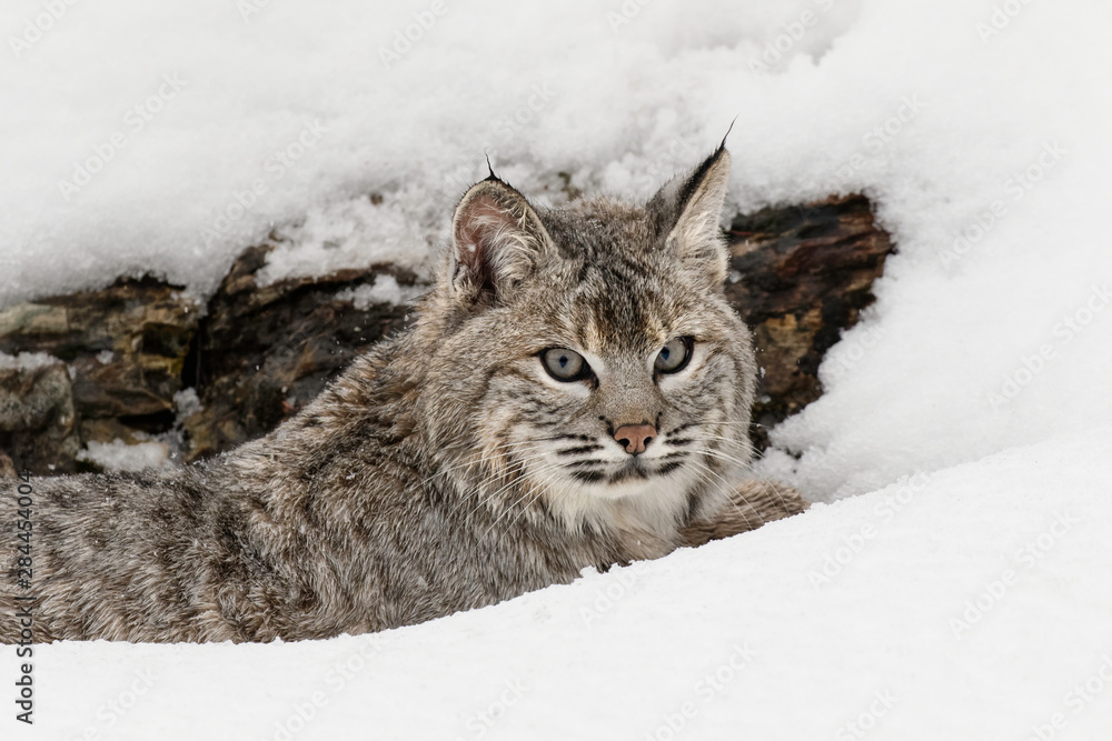 Obraz Bobcat in snow (Captive) Montana