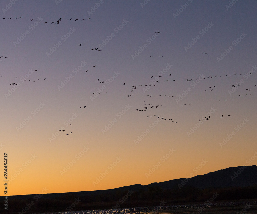 Cranes flying before dawn, Grus canadensis, Bosque del Apache National Wildlife Refuge, New Mexico, USA