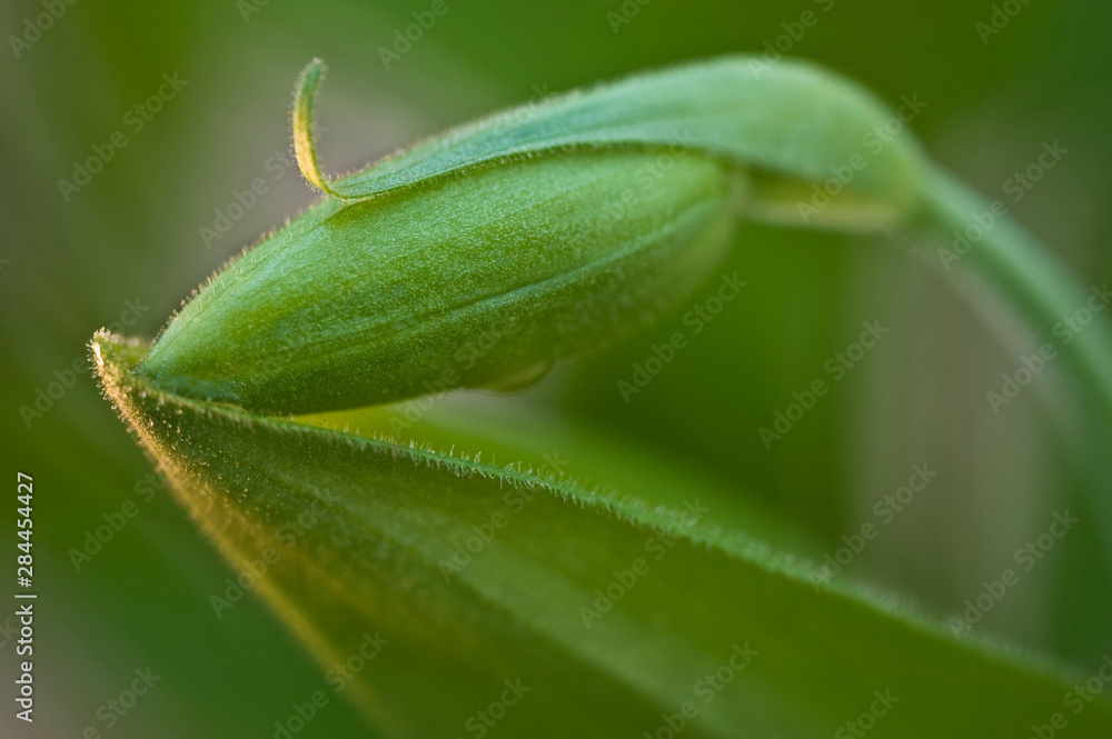 USA, North Carolina, Great Smoky Mountains National Park. Close-up of pink lady slipper bud. Credit as: Nancy Rotenberg / Jaynes Gallery / DanitaDelimont.com USA, North Carolina, Great Smoky Mountains National Park. Close-up of pink lady slipper bud. Credit as: Nancy Rotenberg / Jaynes Gallery / DanitaDelimont.com