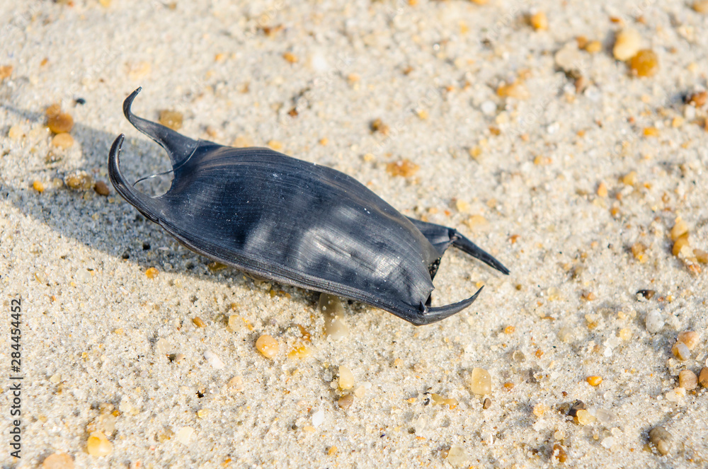 Accents | Mermaids Purse Or Devils Pursenaturally Dried Shark Skate Manta  Ray Egg Case | Poshmark