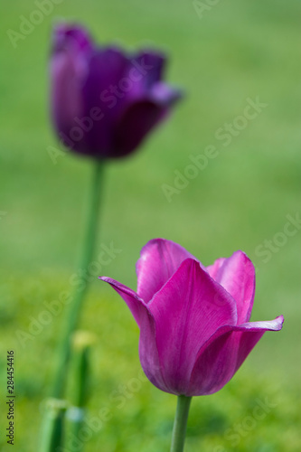 New York. Purple tulips.