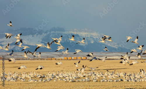 Snow geese feeding in barley field stubble near Freezeout Lake Wildlife Management Area near Choteau, Montana, USA